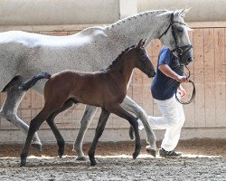 jumper Vuitton Louis (German Sport Horse, 2019, from Vingino)