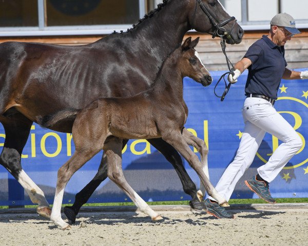 dressage horse Prinz Fabelhaft (German Sport Horse, 2019, from For Final)