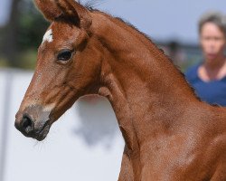 Pferd Stute von Vitalis / Sandro Hit (Deutsches Sportpferd, 2019, von Vitalis)