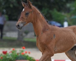 dressage horse Stute von Vainqueur / Pacelli W (German Sport Horse, 2019, from Vainqueur)