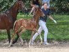 dressage horse Felino (German Sport Horse, 2019, from Marburg's Floricello OLD)