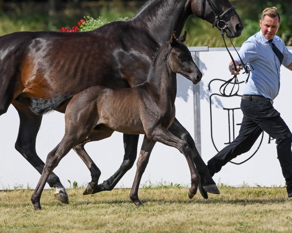 dressage horse Hengst von Finest / Samba Hit I (German Sport Horse, 2019, from Finest)