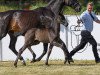 dressage horse Fandango 303 (German Sport Horse, 2019, from Finest)