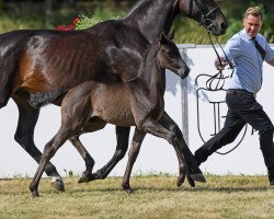 dressage horse Fandango 303 (German Sport Horse, 2019, from Finest)