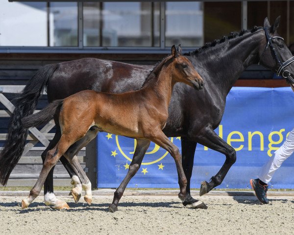 Dressurpferd D-Tox Premium (Deutsches Sportpferd, 2019, von Don Royal)