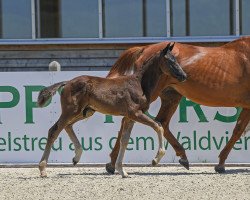 dressage horse Hengst von Fair Game / Lauries Crusador xx (German Sport Horse, 2019, from Birkhof's Fair Game OLD)