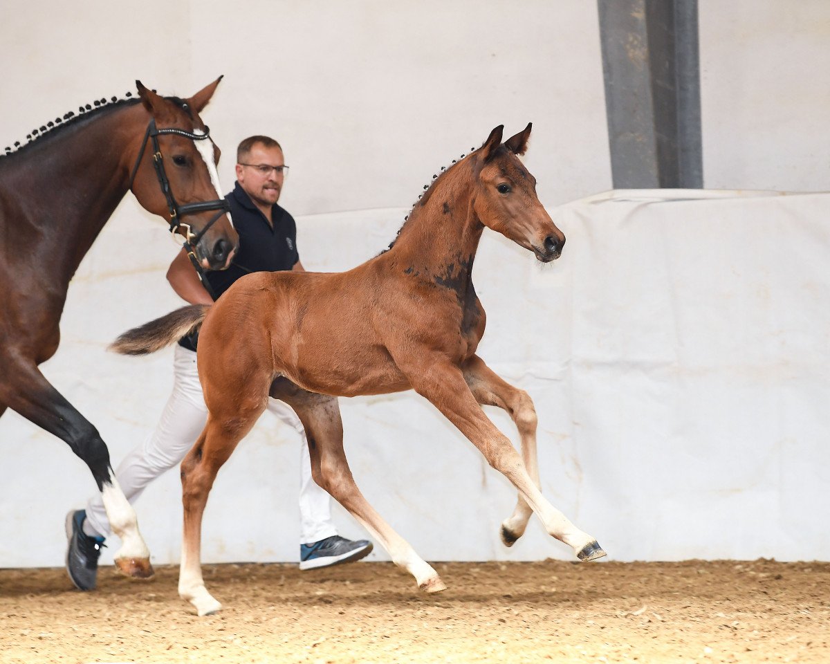 jumper Dolcedo 4 (German Sport Horse, 2019, from Glock's Dream Boy)