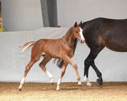 jumper Neomartino (German Sport Horse, 2019, from Numero Uno)