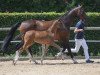 dressage horse Sir Donnersberg (German Sport Horse, 2019, from Sir Donnerhall I)