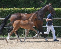 horse Sir Donnersberg (Deutsches Sportpferd, 2019, from Sir Donnerhall I)