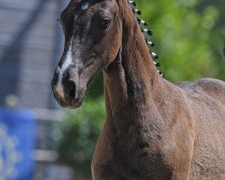 dressage horse Enjoy (German Sport Horse, 2019, from Escamillo)