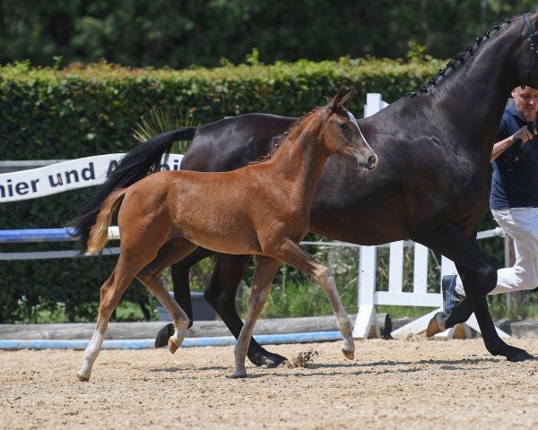 dressage horse Stute von Escamillo / Florestano (German Sport Horse, 2019, from Escamillo)