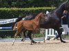 dressage horse Stute von Escamillo / Florestano (German Sport Horse, 2019, from Escamillo)