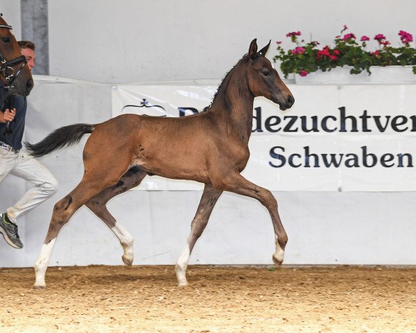 dressage horse Hengst von Emilio Sanchez / Amazing Spirit (German Sport Horse, 2019, from Emilio)
