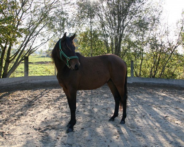 horse Donauglanz (Trakehner, 2016, from Lossow)