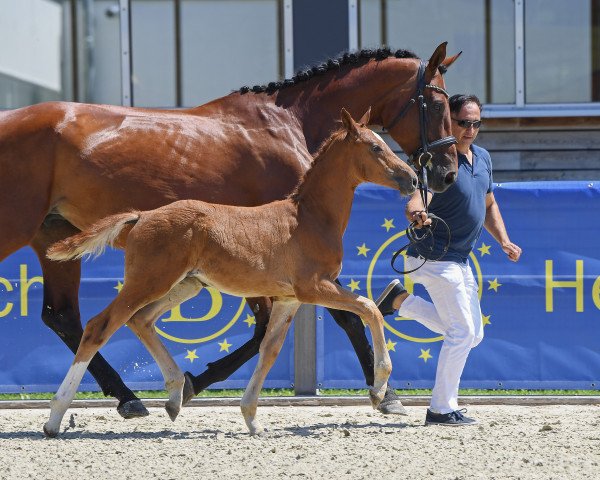 jumper Hengst von Baccaccio / Captain Fire (German Sport Horse, 2019, from Baccaccio)