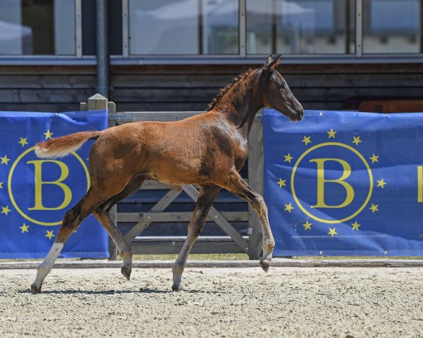dressage horse Stute von So Unique / Don Diamond (German Sport Horse, 2019, from So Unique)