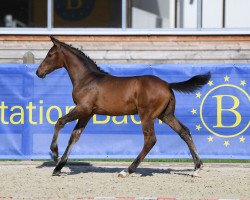 Springpferd Hengst von Hongkong B / Con Capitol (Deutsches Sportpferd, 2019, von Hongkong B)