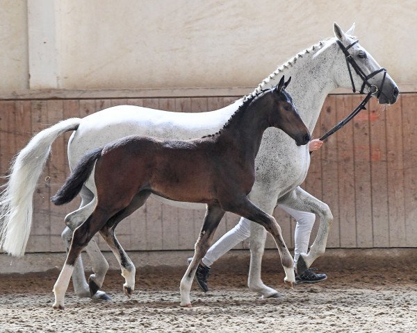 jumper Stute von Million Dollar / Cordius M (German Sport Horse, 2019, from Million Dollar)
