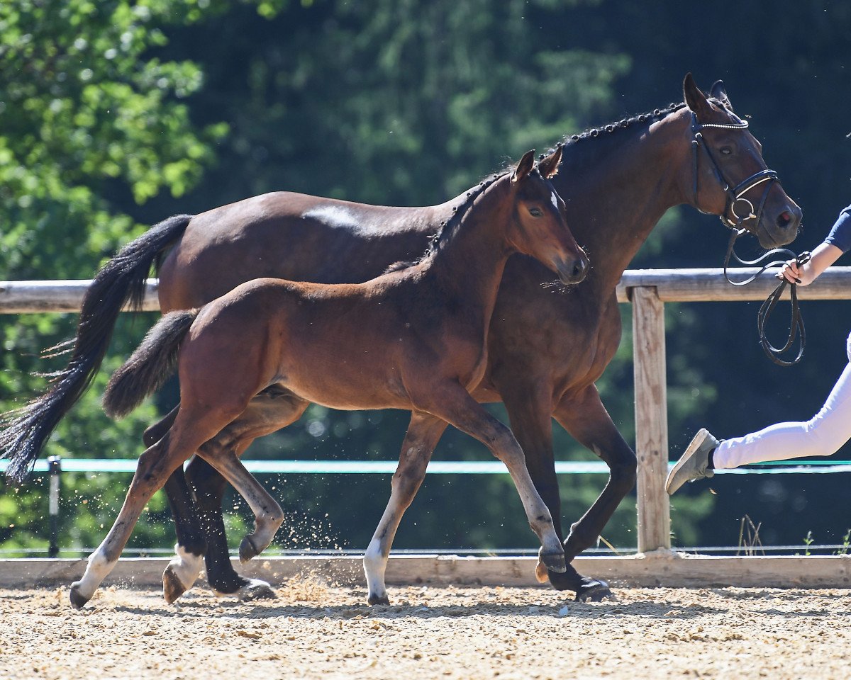 dressage horse Django 471 (German Sport Horse, 2019, from Domani 28)