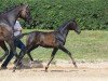 dressage horse Stute von Daybreak M / Sandro Hit (German Sport Horse, 2019, from Daybreak M)