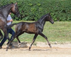 dressage horse Stute von Daybreak M / Sandro Hit (German Sport Horse, 2019, from Daybreak M)