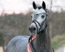 stallion To Do (German Riding Pony, 2017, from Totilas)