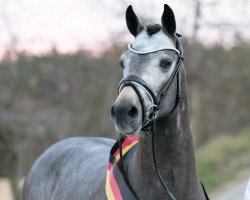 stallion To Do (German Riding Pony, 2017, from Totilas)