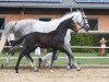 dressage horse Hengst von Topas / Santini (German Sport Horse, 2019, from Birkhof's Topas FBW)