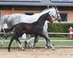 dressage horse Hengst von Topas / Santini (German Sport Horse, 2019, from Birkhof's Topas FBW)