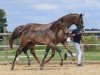 dressage horse Hengst von Millennium / Don Diamond (German Sport Horse, 2019, from E.H. Millennium)