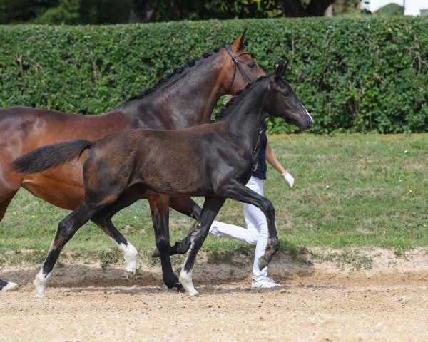 Dressurpferd Stute von Floricello / Livigno (Deutsches Sportpferd, 2019, von Marburg's Floricello OLD)