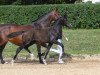 dressage horse Stute von Floricello / Livigno (German Sport Horse, 2019, from Marburg's Floricello OLD)