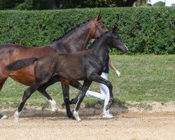 dressage horse Stute von Floricello / Livigno (German Sport Horse, 2019, from Marburg's Floricello OLD)