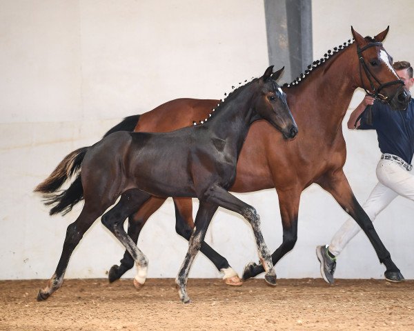 dressage horse Zenon's Black Dimond (German Sport Horse, 2019, from Zenon)