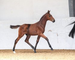 dressage horse Hengst von Daybreak M / Just Perfect (German Sport Horse, 2019, from Daybreak M)