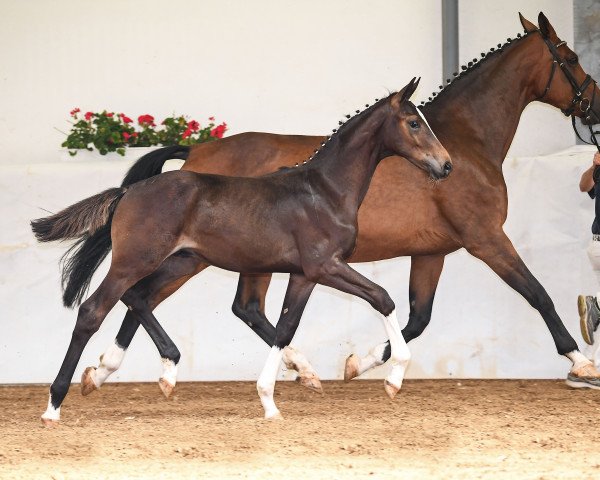 dressage horse Emilio de Vino (German Sport Horse, 2019, from Emilio)