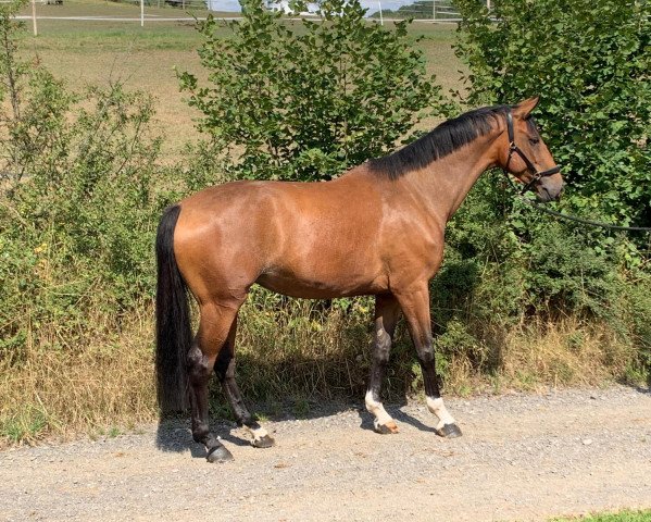 dressage horse E Nomine Escolar (Westphalian, 2014, from Escolar)