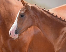 Dressurpferd Best Buddy S 3 (Deutsches Sportpferd, 2019, von Callaho's Benicio)