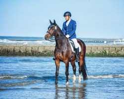 dressage horse Finn 95 (Westphalian, 2008, from Fuerto)