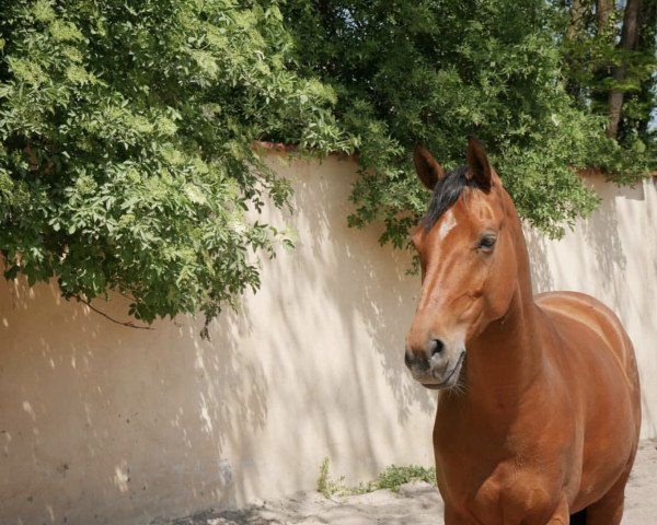 horse Wessley 9 (German Riding Pony, 2010, from Kooihuster Wessel)