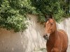 horse Wessley 9 (German Riding Pony, 2010, from Kooihuster Wessel)