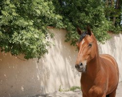 Pferd Wessley 9 (Deutsches Reitpony, 2010, von Kooihuster Wessel)