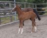 jumper Keraldika (German Sport Horse, 2015, from Kannan)