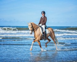 dressage horse Miss Universum 2 (German Riding Pony, 2012, from FS Mr. Right)