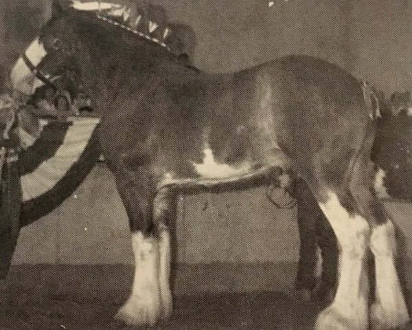 stallion Belleau Danny Boy (Clydesdale, 1985, from T.H.V. Hexy)