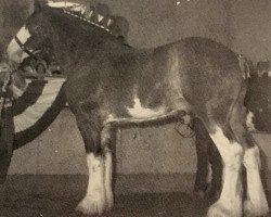 Deckhengst Belleau Danny Boy (Clydesdale, 1985, von T.H.V. Hexy)