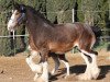 broodmare Belle of Somewhere (Clydesdale, 2003, from Grandview Eli's Just-In-Step)