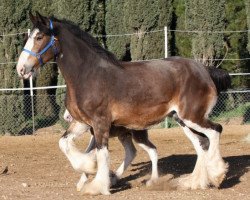 Zuchtstute Belle of Somewhere (Clydesdale, 2003, von Grandview Eli's Just-In-Step)