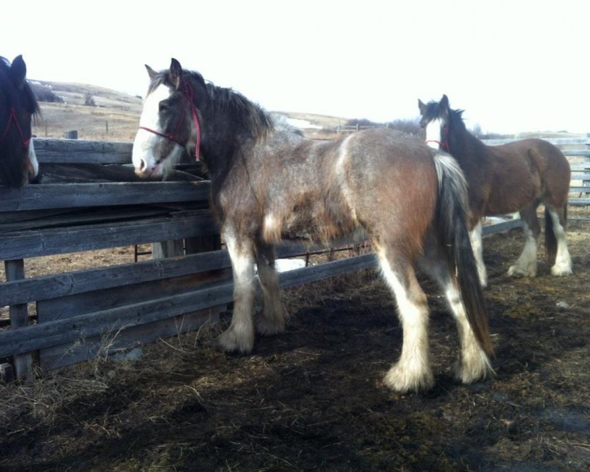 Pferd Bebe's Mr Jock Mason (Clydesdale, 2011, von Cranbrook's Mr. Jock)